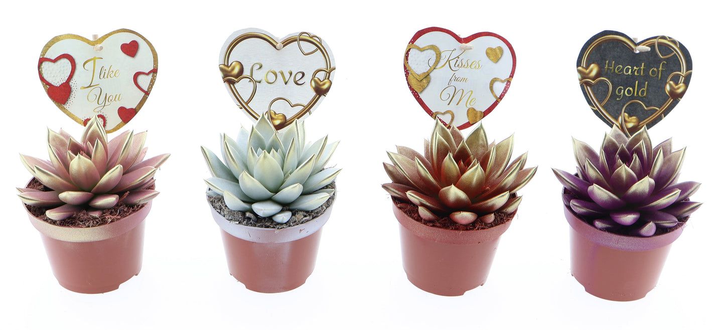 Miranda 2 colors + love etiket 12cm 510cm Pot