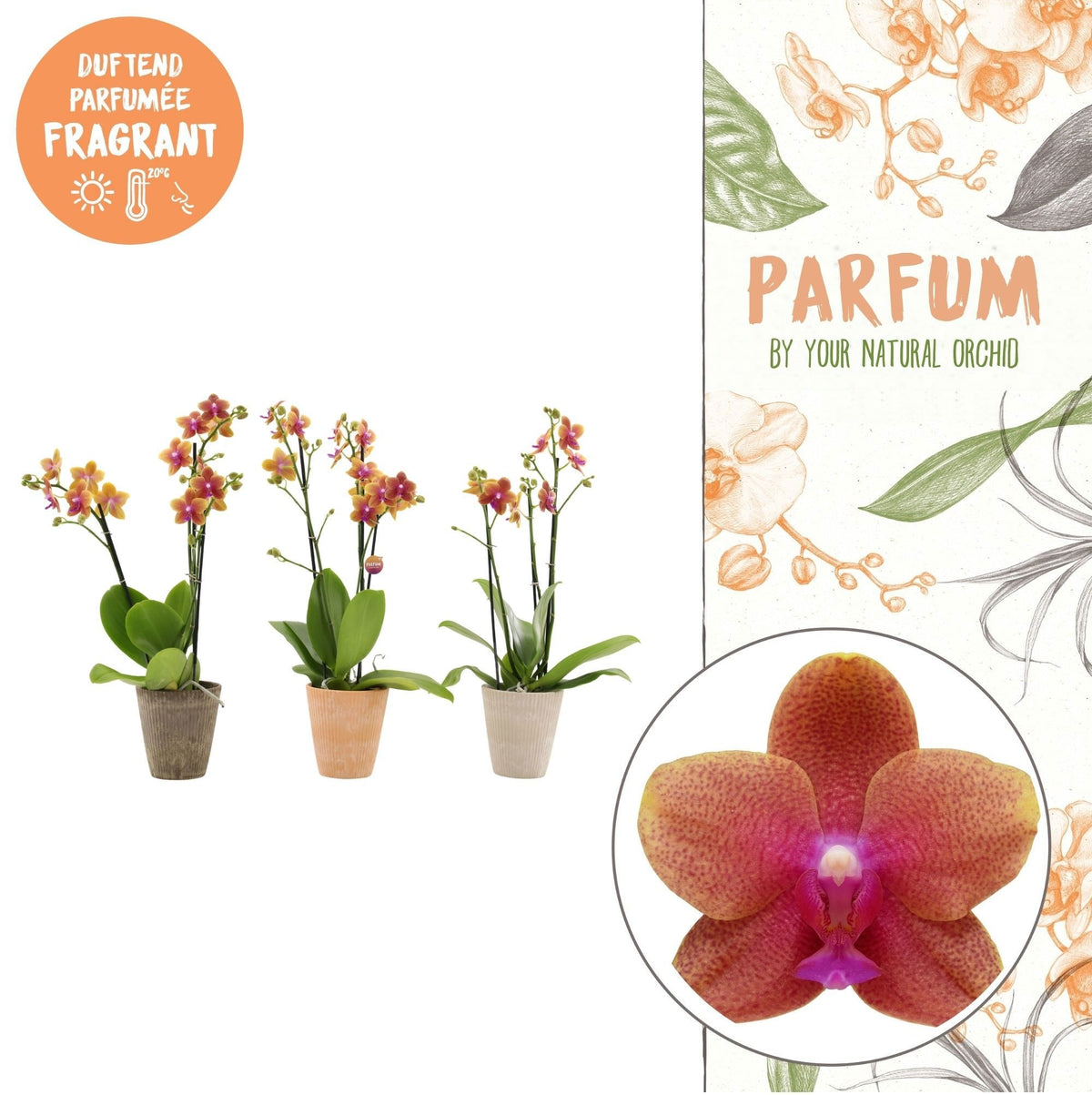 Phalaenopsis mf. Bolgheri 45cm 12cm Pot