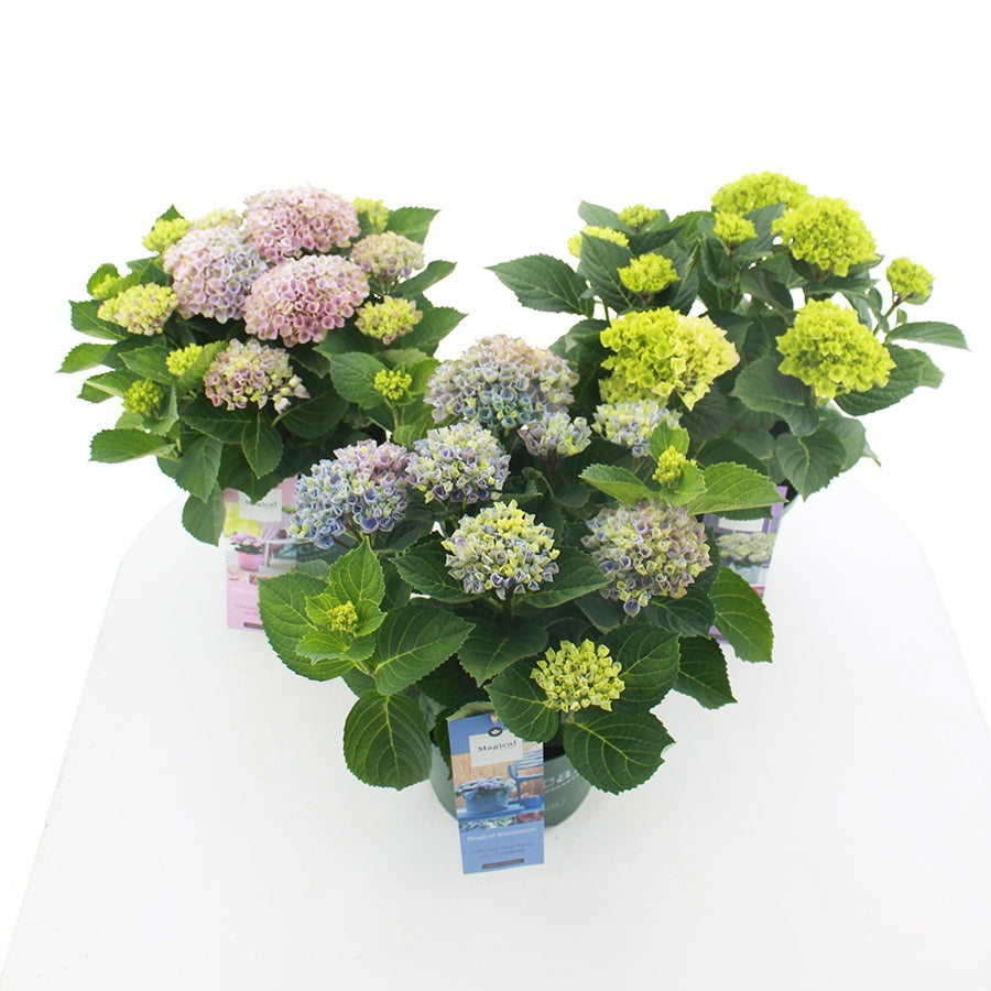 Hydrangea macr. Magical mix 45cm 23cm Pot