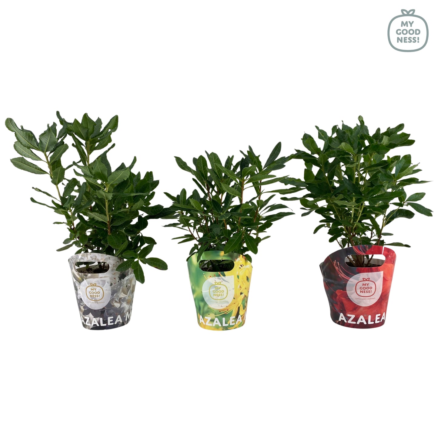 Leybaert BVBA Rhododendron mollis mix Pack of 6