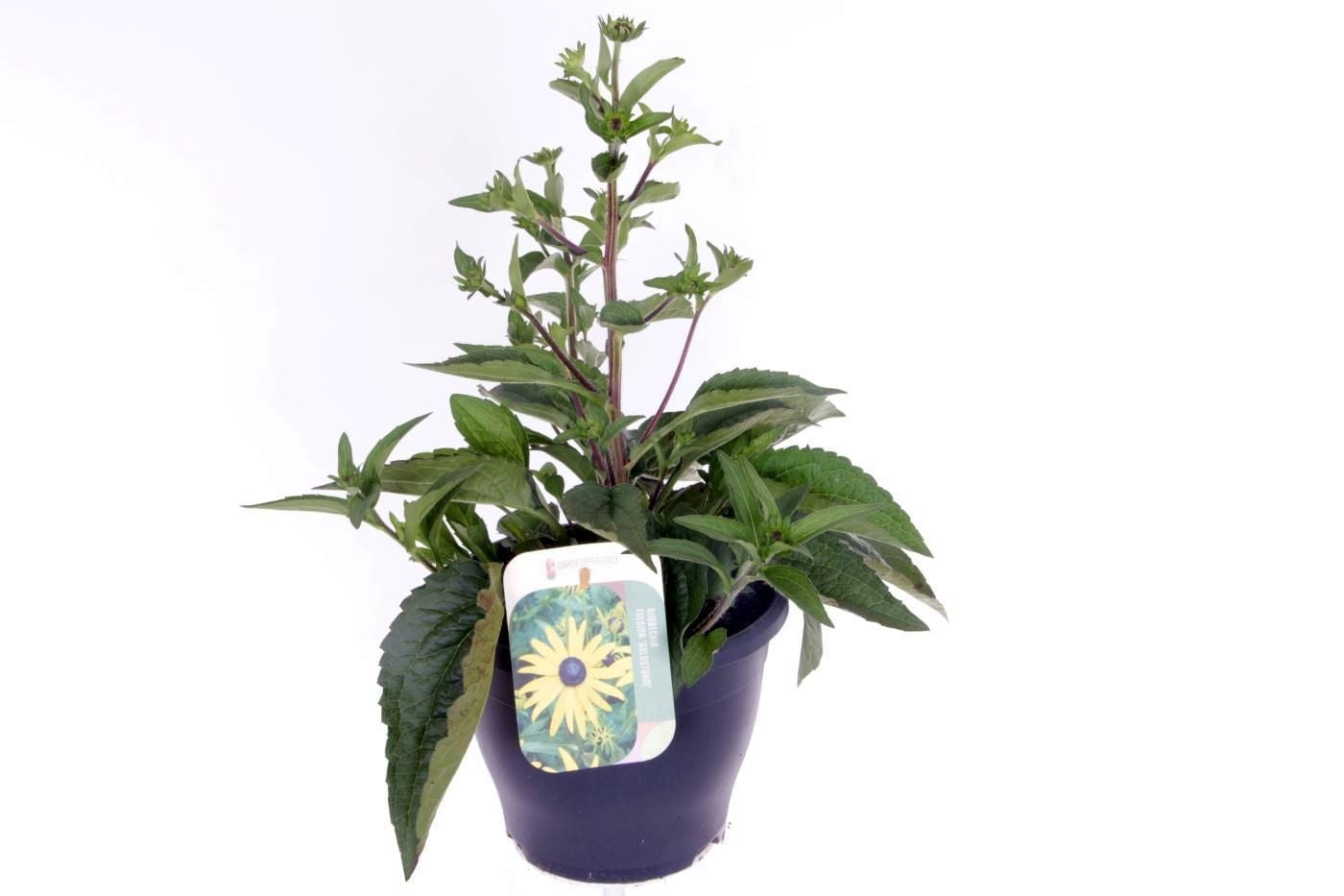 Rudbeckia fulgida Goldsturm 55cm 23cm Pot