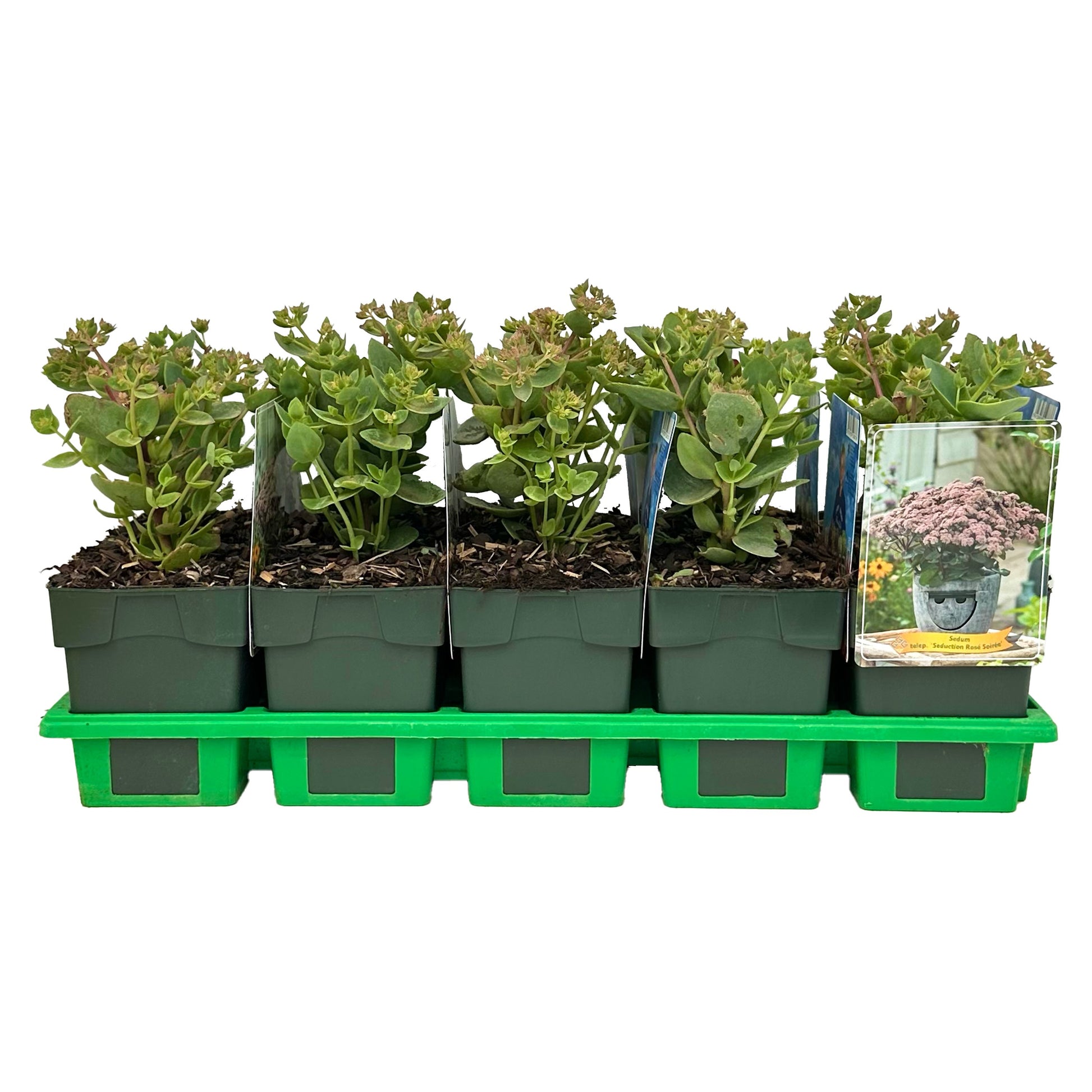 Sedum Seduction Rosé Soirée 25cm 11cm Pot