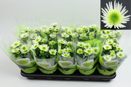 Chrysanthemum Splash Meadow 20cm 12cm Pot