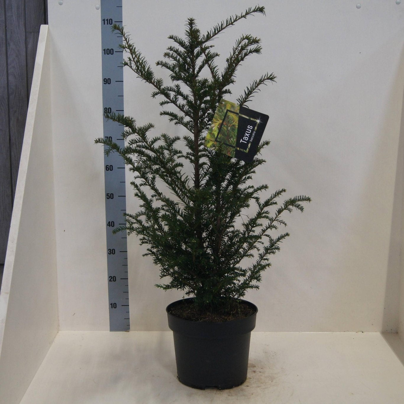 Taxus baccata 100cm 28cm Pot