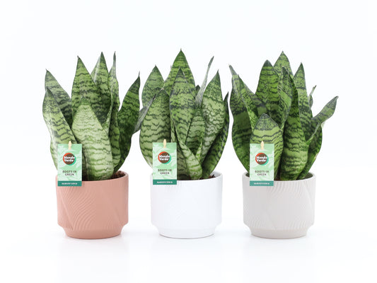 Sansevieria Black Coral 35cm 13cm Pot