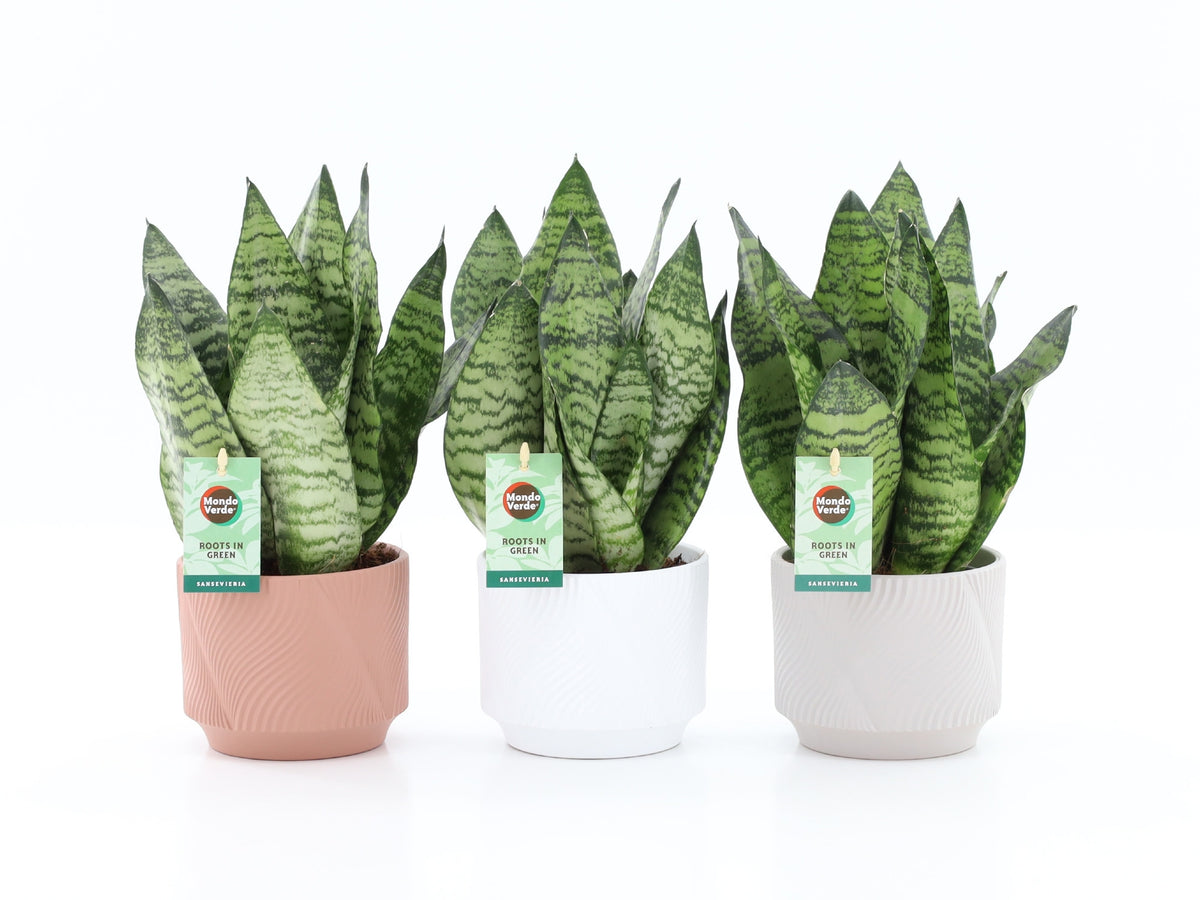 Sansevieria Black Coral 35cm 13cm Pot