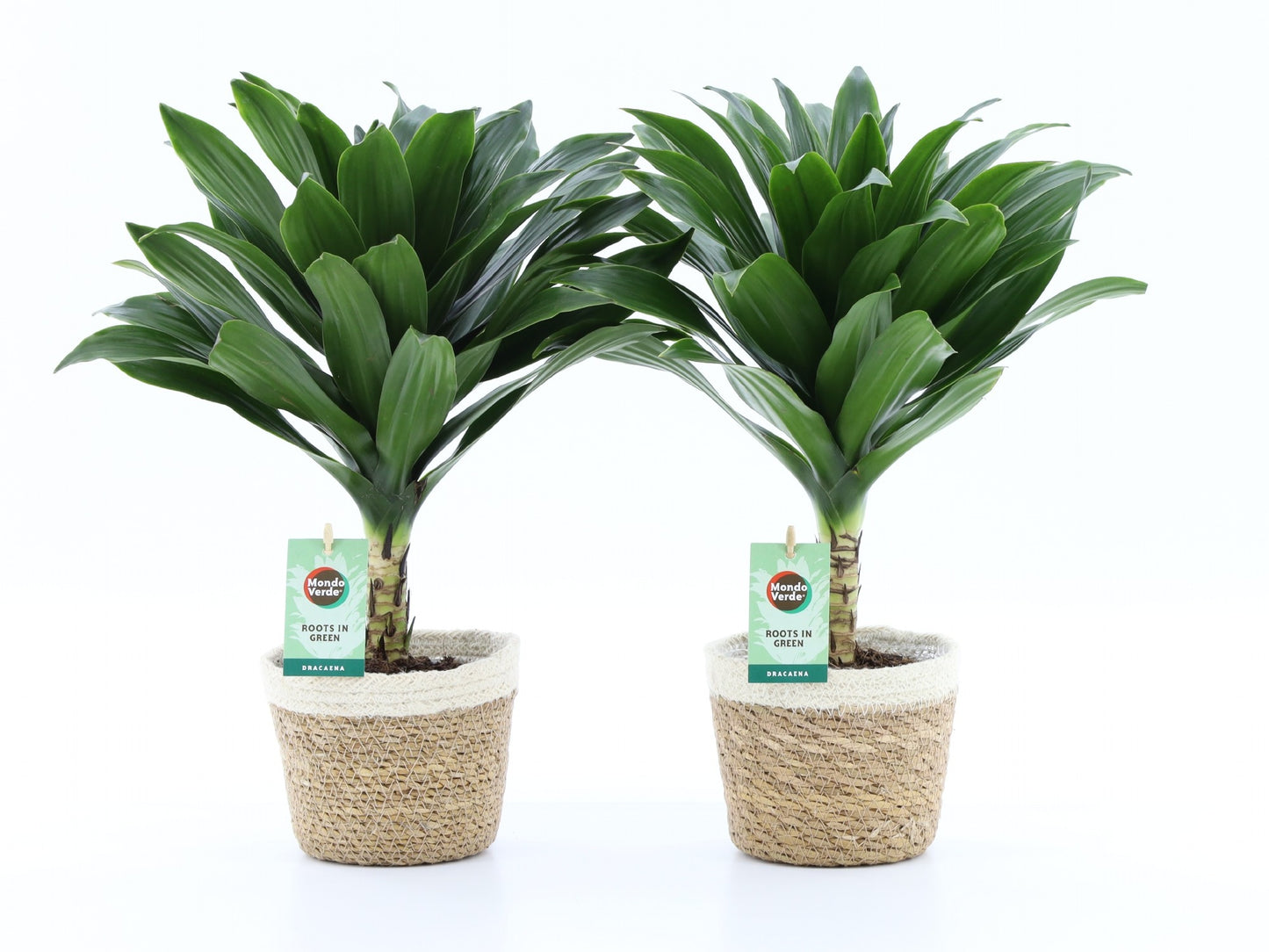 Dracaena fragrans Janet Craig 40cm 14cm Pot