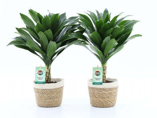 Dracaena fragrans Janet Craig 40cm 14cm Pot