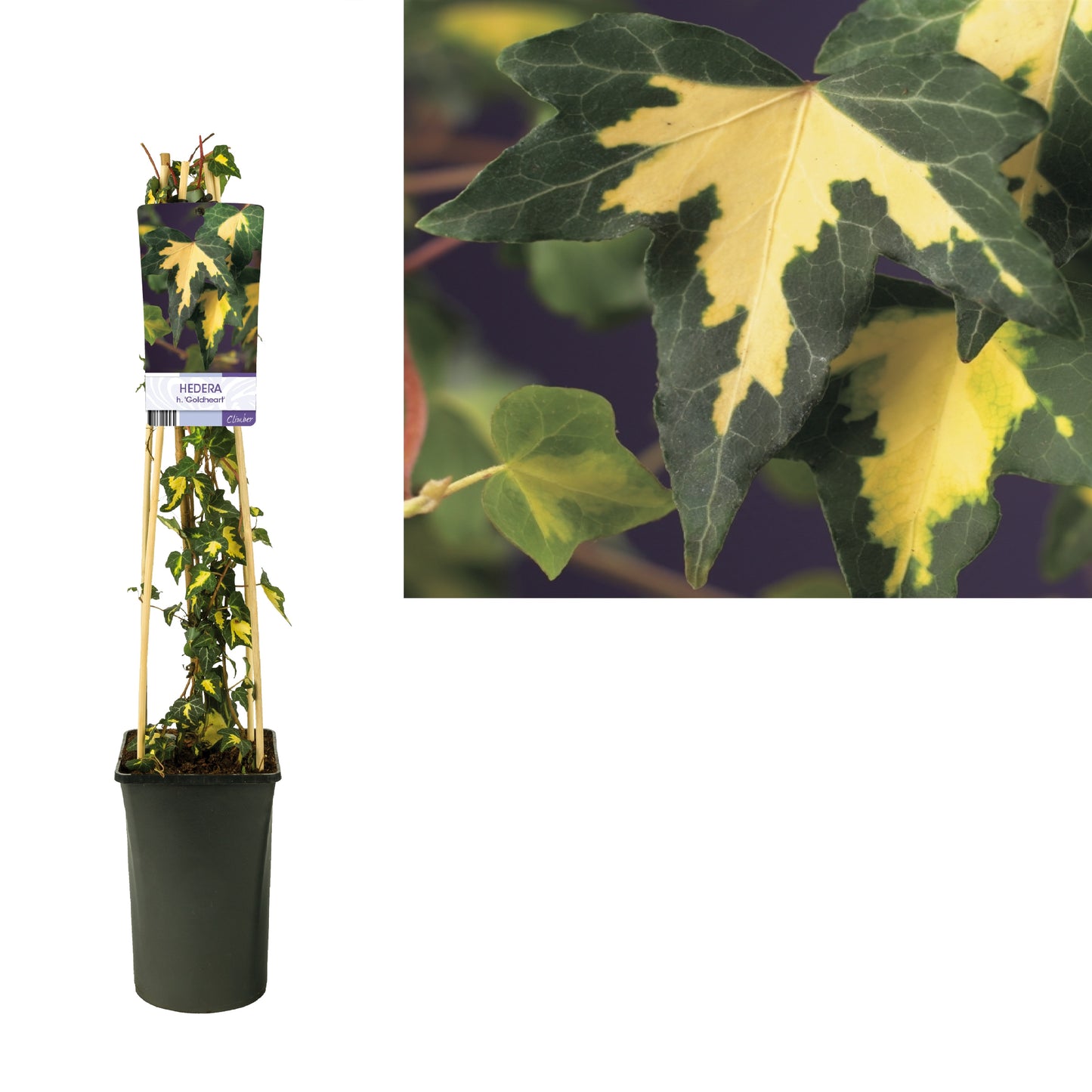 Hedera helix Goldheart 17cm Pot