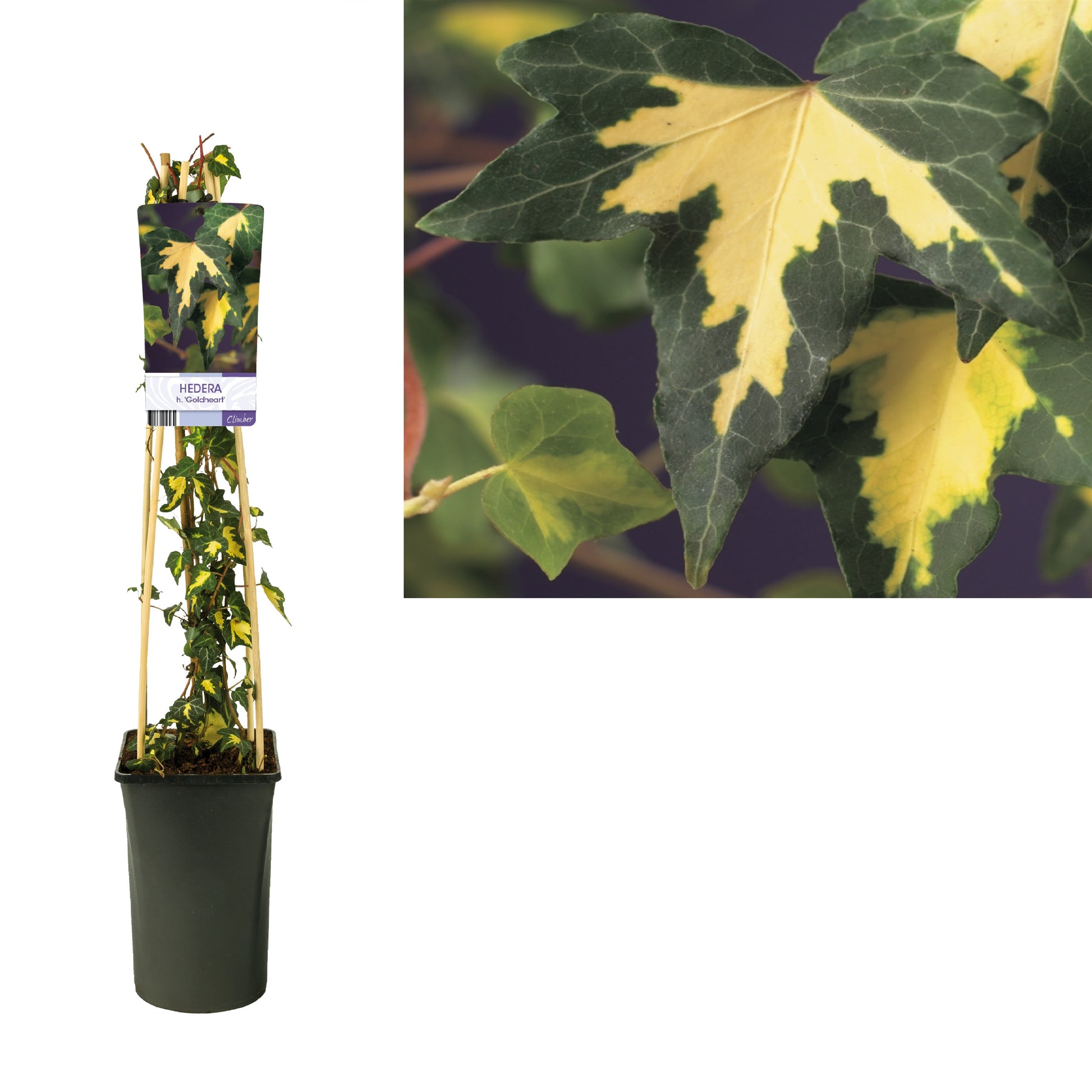 Hedera helix Goldheart 17cm Pot