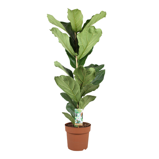 Ficus lyrata 100cm 21cm Pot