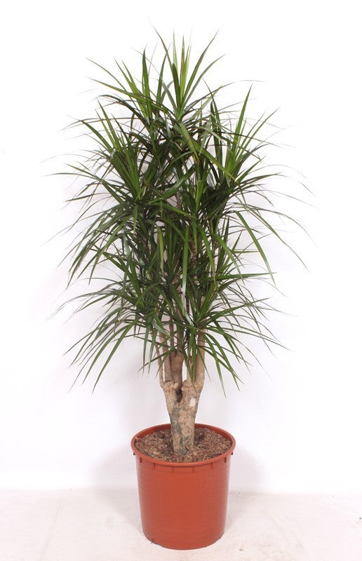 Dracaena marginata 170cm 34cm Pot
