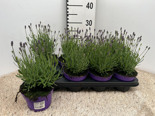 Lavandula Hidcote 20cm 13cm Pot