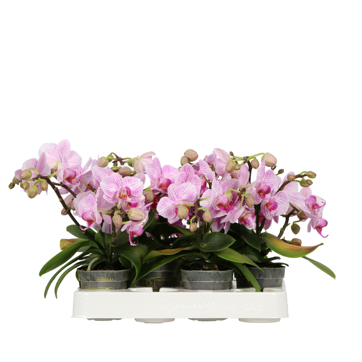 Phalaenopsis mf. Candy 25cm 7cm Pot