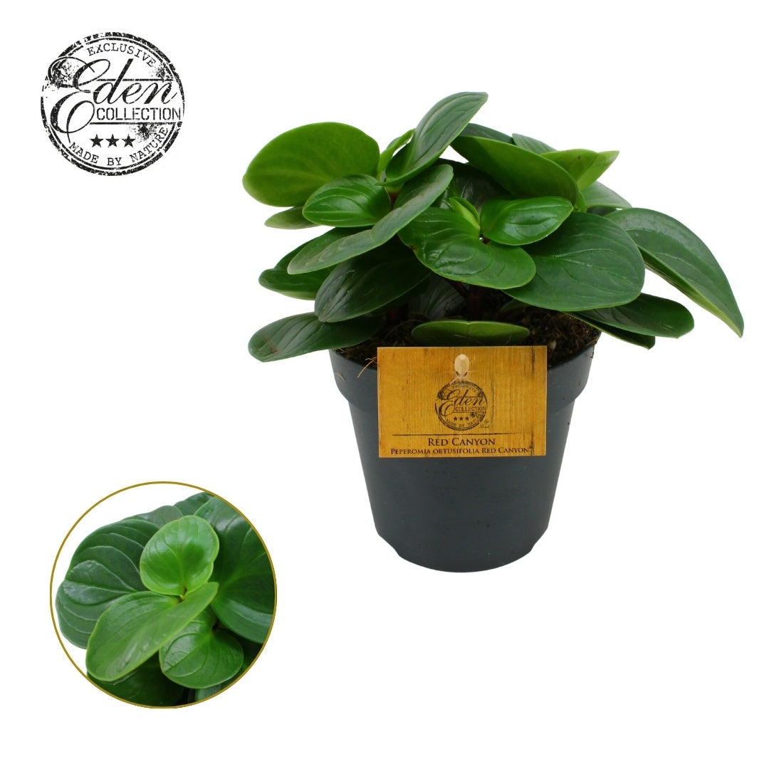 Peperomia obt. Red Canyon 20cm 12cm Pot