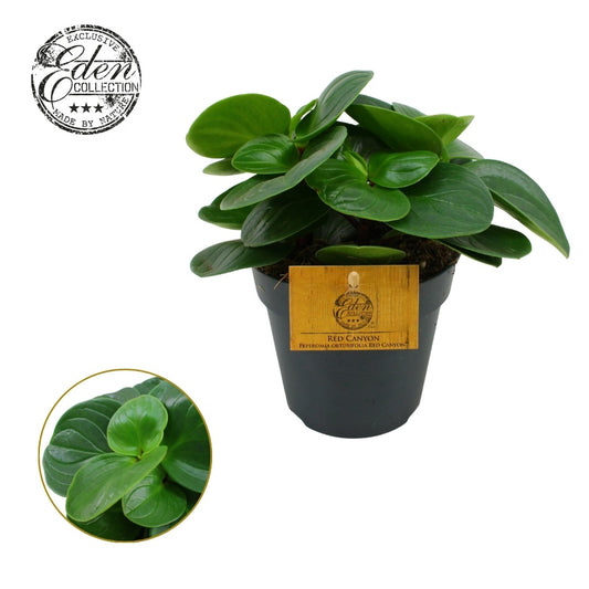 Peperomia obt. Red Canyon 20cm 12cm Pot