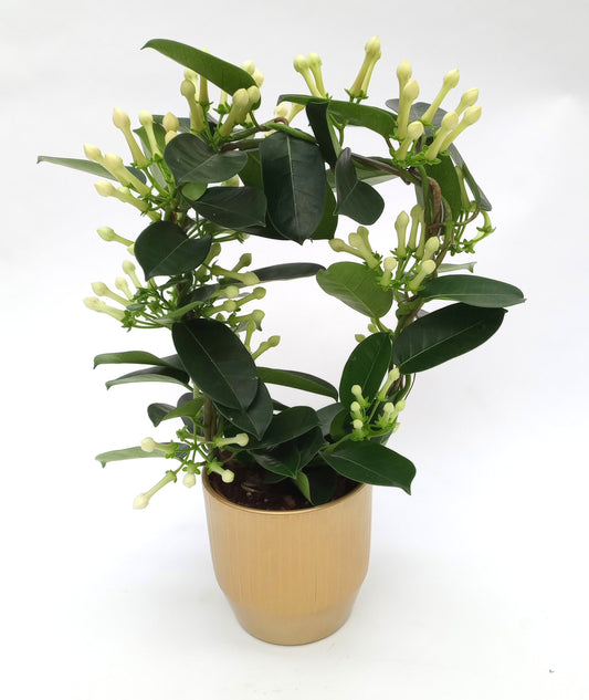 Stephanotis floribunda 45cm 12cm Pot