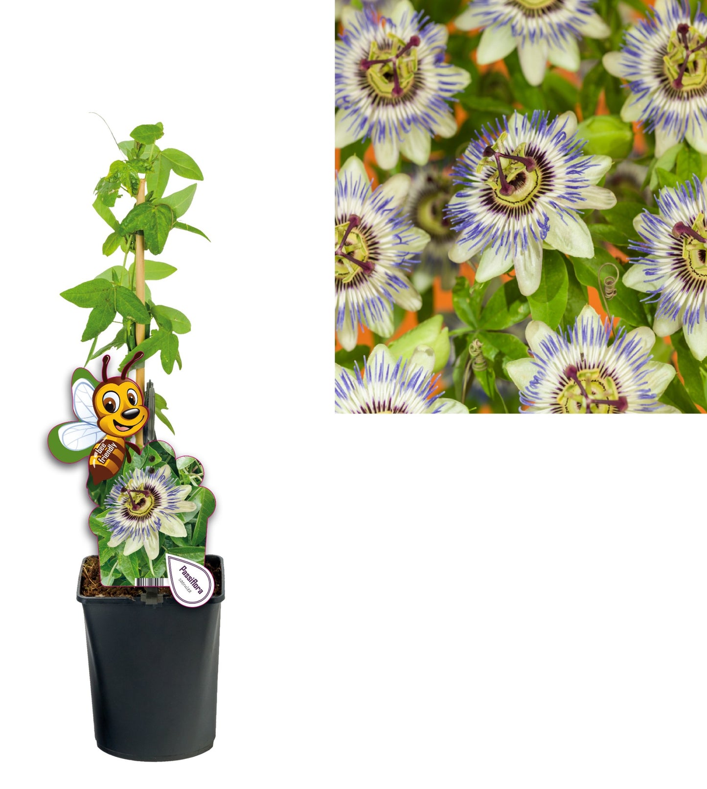 Passiflora caerulea 40cm 11cm Pot