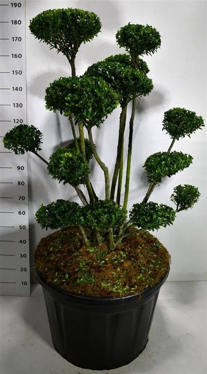 Ilex mix 180cm 80cm Pot