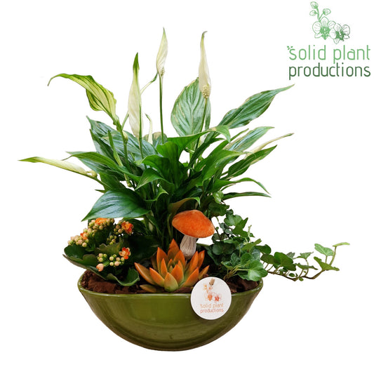 SCE005 Evelyn Green Orange Echeveria Mix 35cm 22cm Pot