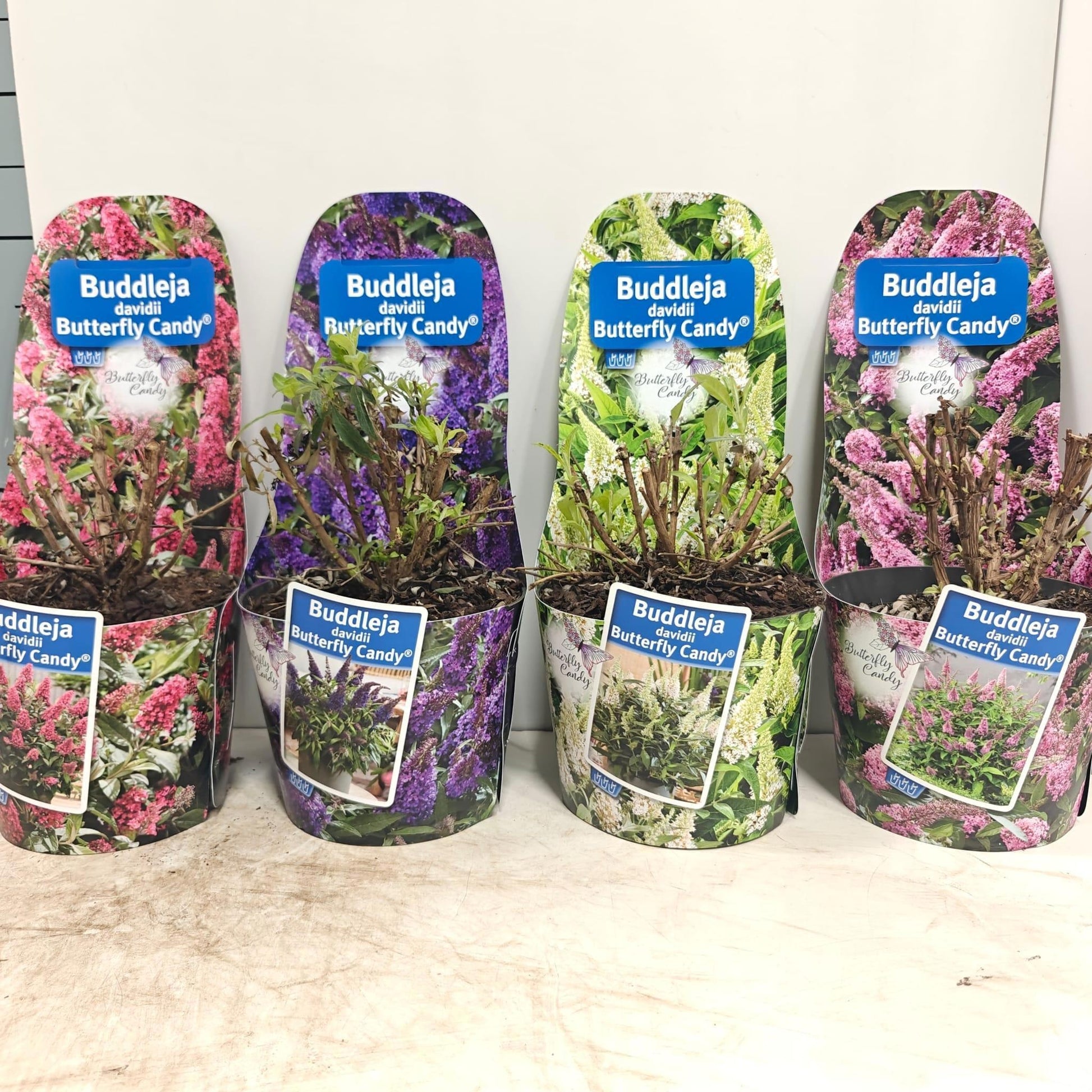Buddleja Butterfly Candy mix 45cm 19cm Pot