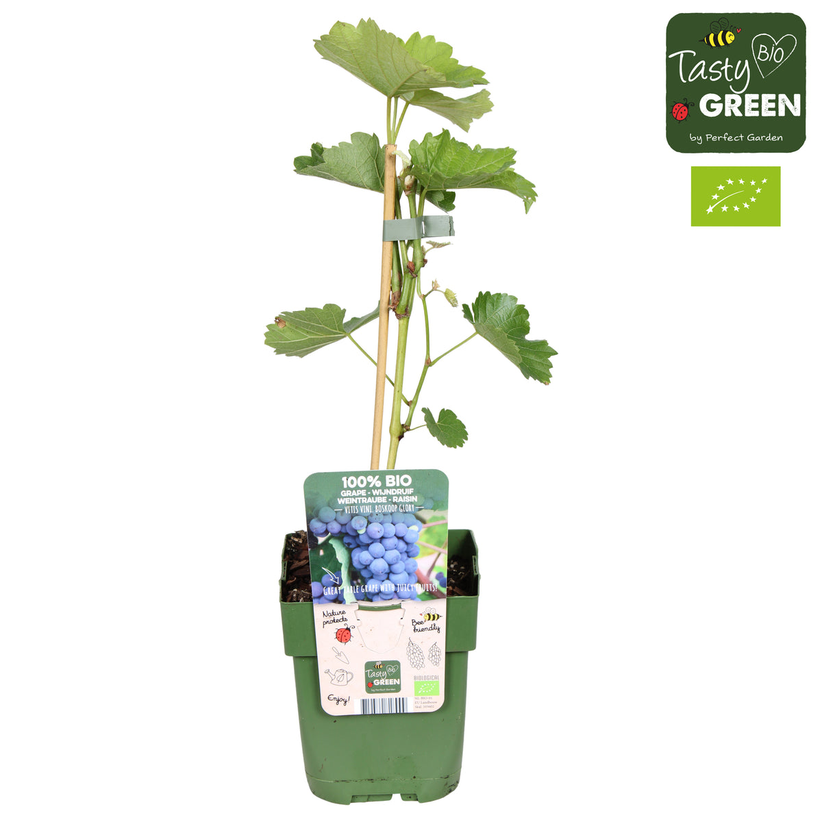 Vitis Boskoop Glory (Black Grape) 30cm 13cm Pot