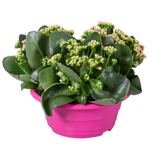 Kalanchoe Perfecta Pink 25cm 23cm Pot