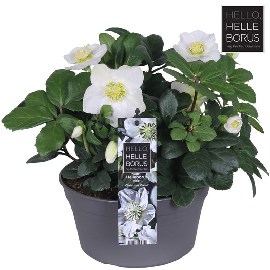 Helleborus niger Christmas Carol 30cm 19cm Pot