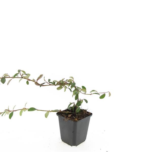 Cotoneaster dammeri 15cm 9cm Pot