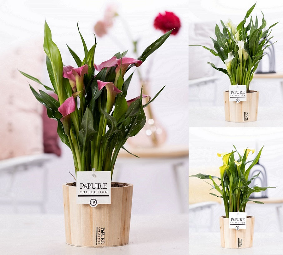 Zantedeschia 40cm 12cm Pot