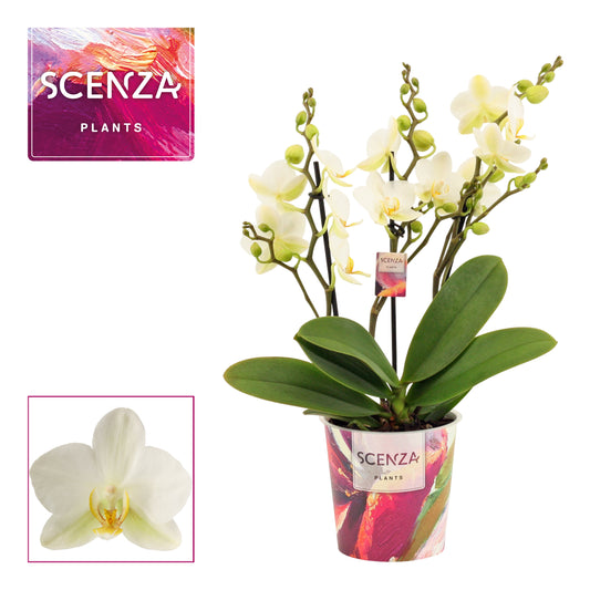 Phalaenopsis mf. Lausanne 35cm 12cm Pot