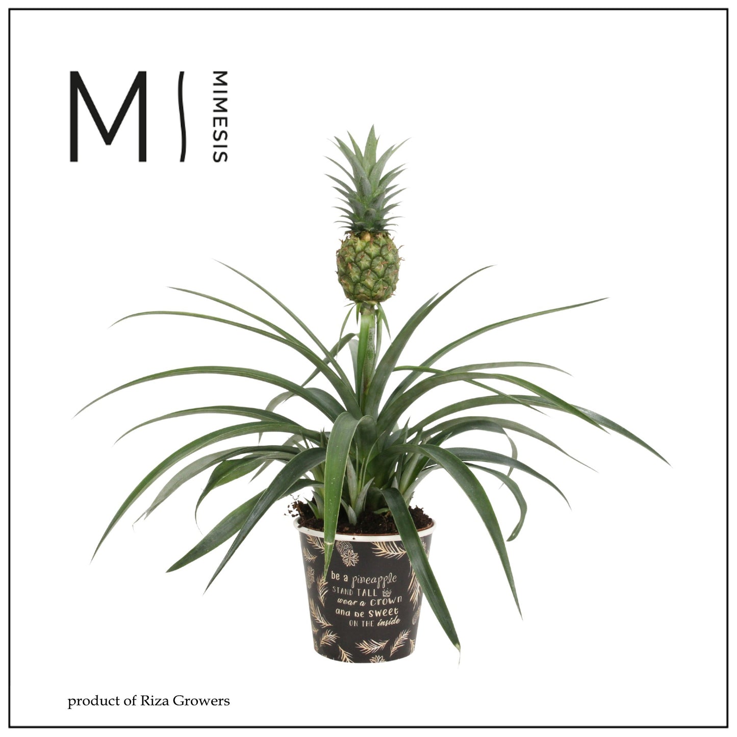 Ananas Mi Amigo 35cm 12cm Pot