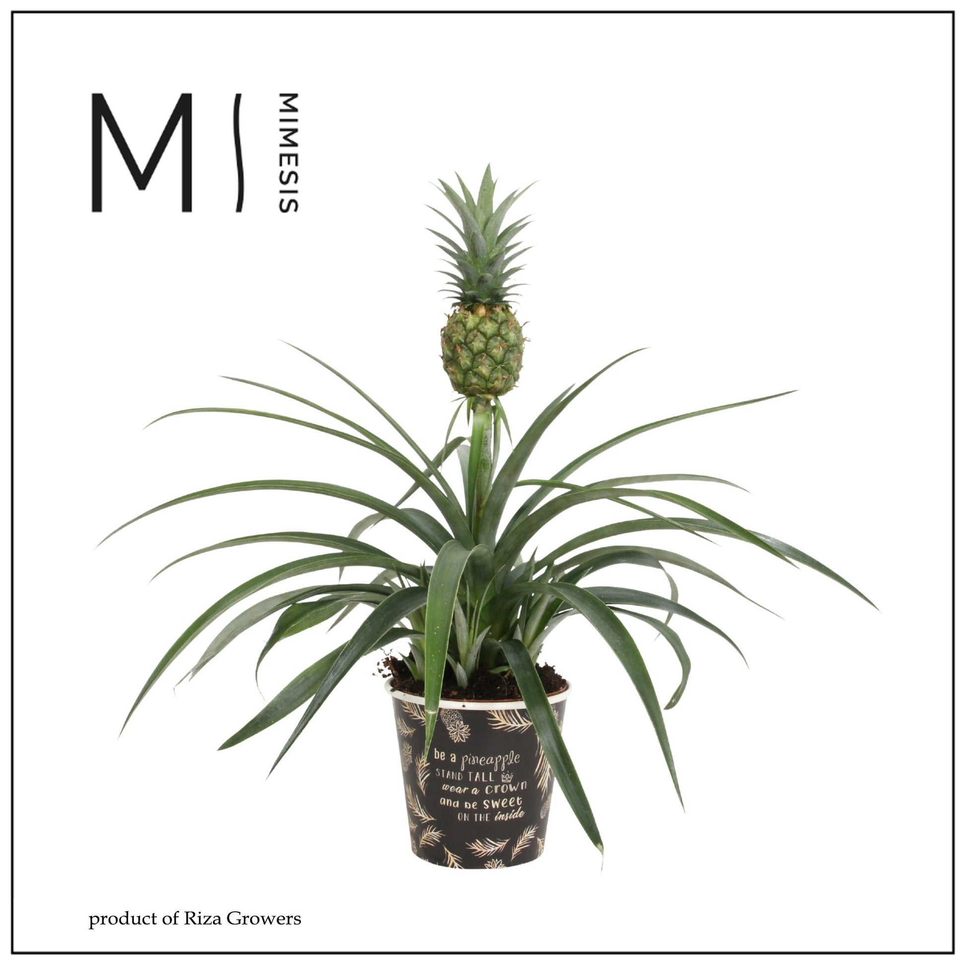 Ananas Mi Amigo 35cm 12cm Pot