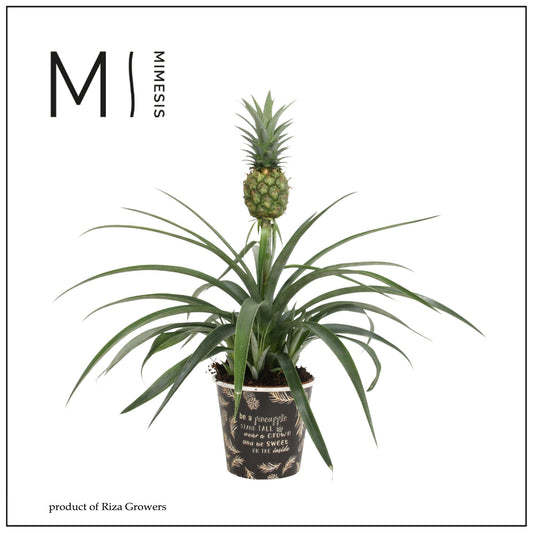 Ananas Mi Amigo 35cm 12cm Pot
