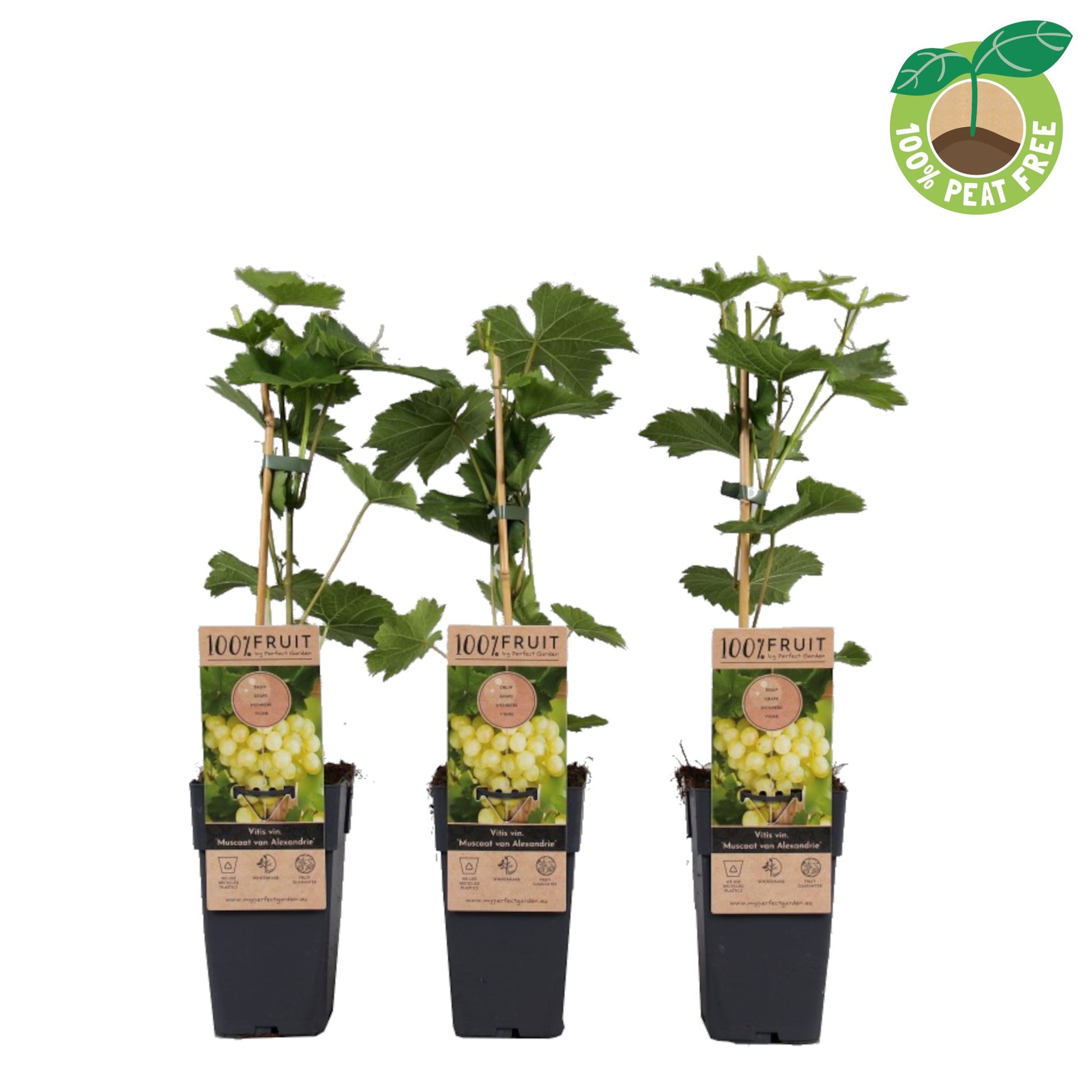 Streng Growers B.V. Vitis Muscat of Alexandria Pack of 10