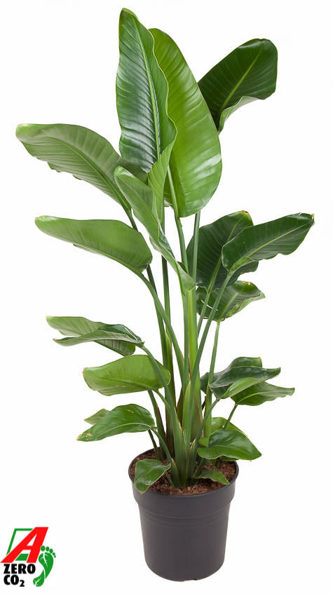 Strelitzia nicolai 160cm 31cm Pot