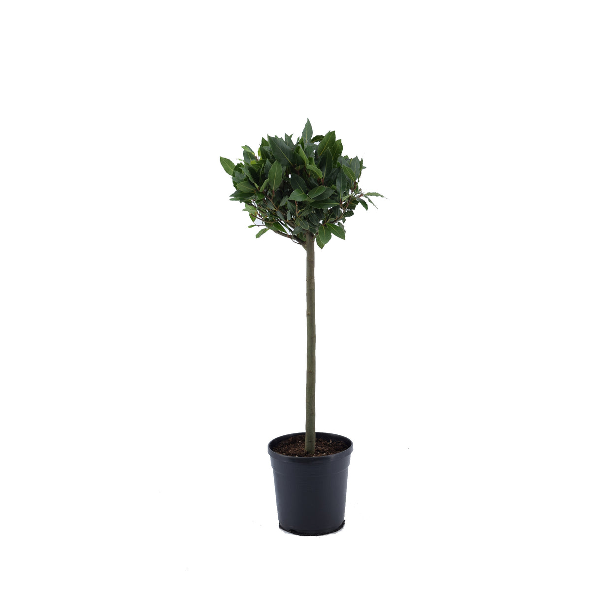 Laurus nobilis 90cm 20cm Pot
