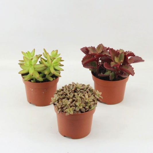Succulent mix 20cm 12cm Pot