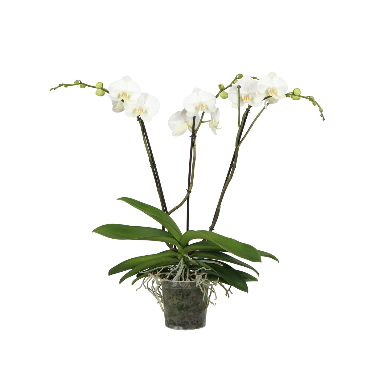 Phalaenopsis Theatro white 85cm 17cm Pot