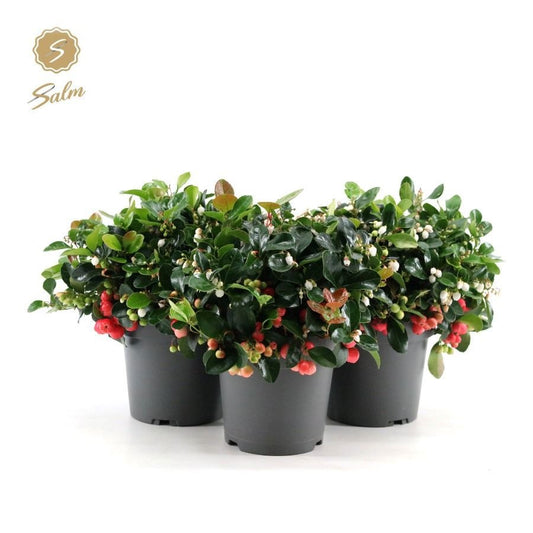 Gaultheria procumbens Big Berry 28cm 15cm Pot
