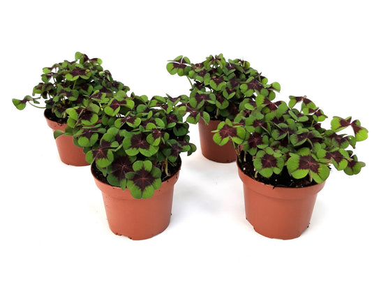 Oxalis deppei 15cm 9cm Pot