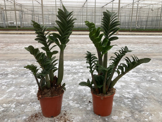 Zamioculcas Zenzi 55cm 14cm Pot
