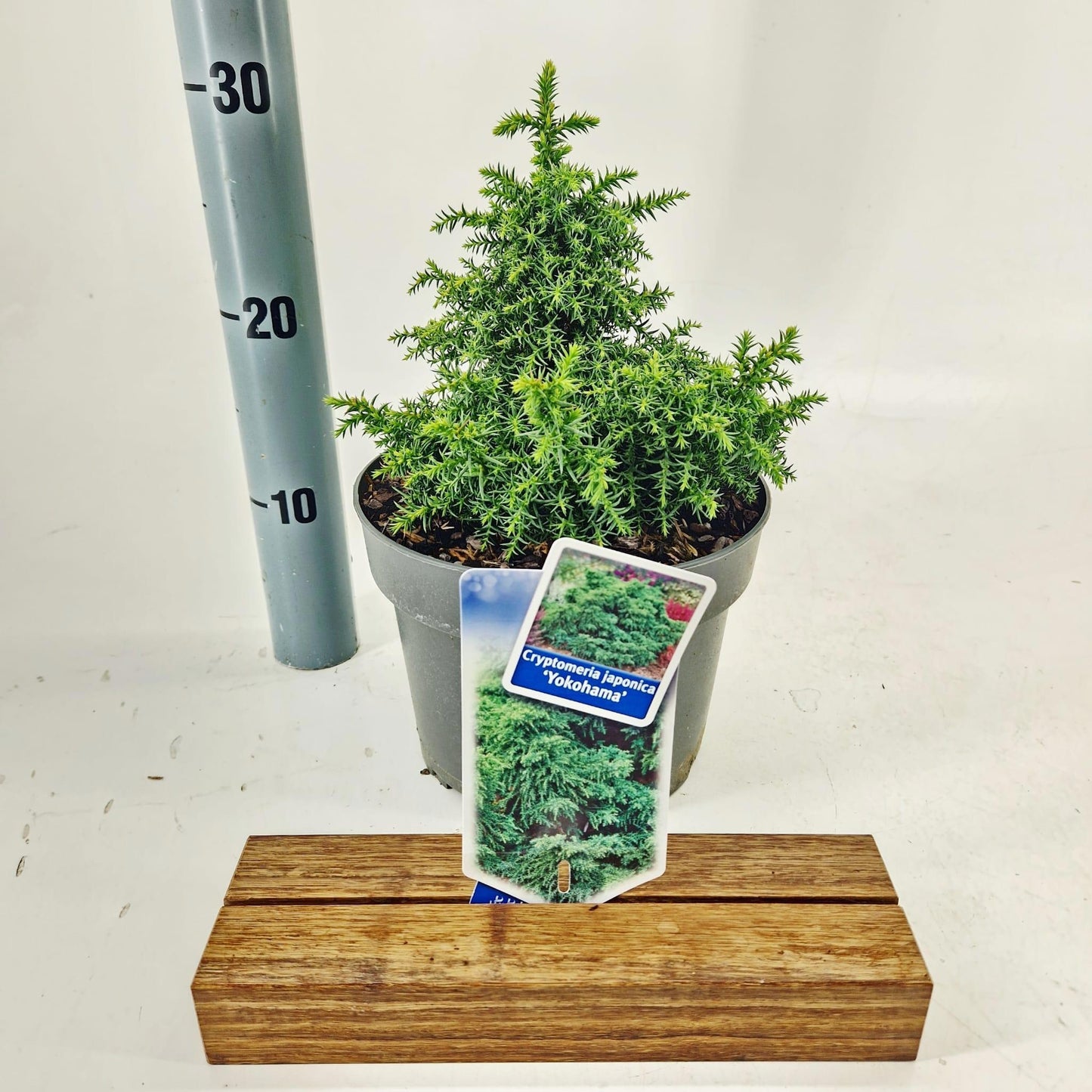 Cryptomeria japonica mix 25cm 19cm Pot