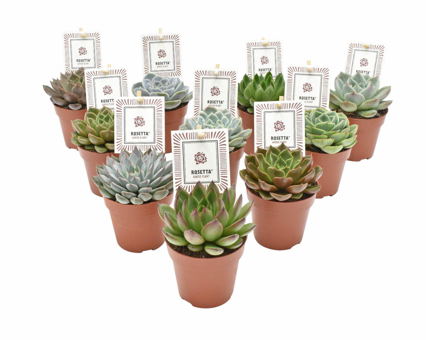 Amigo Plant VOF Echeveria Rosetta mix Pack of 18