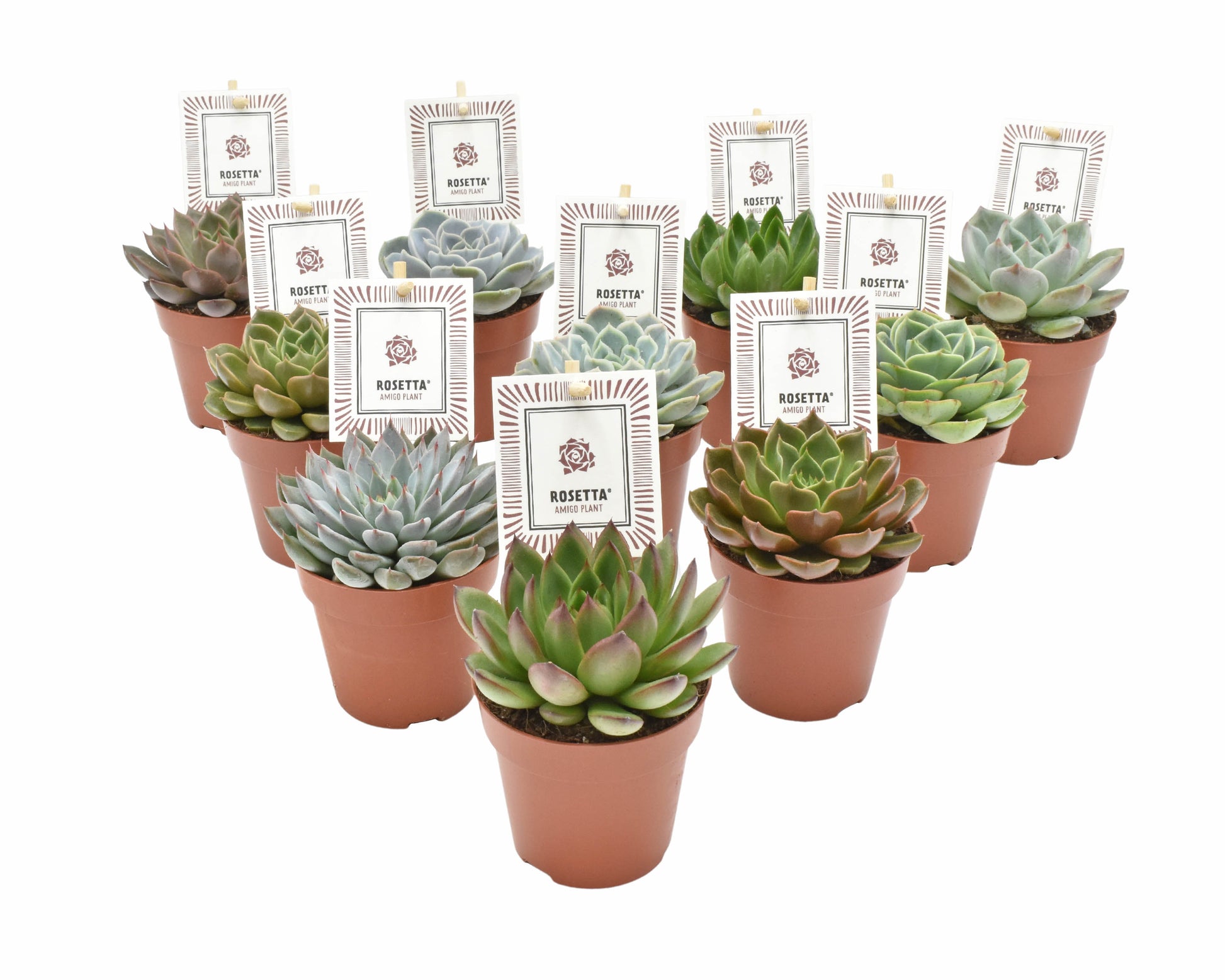Amigo Plant VOF Echeveria Rosetta mix Pack of 18