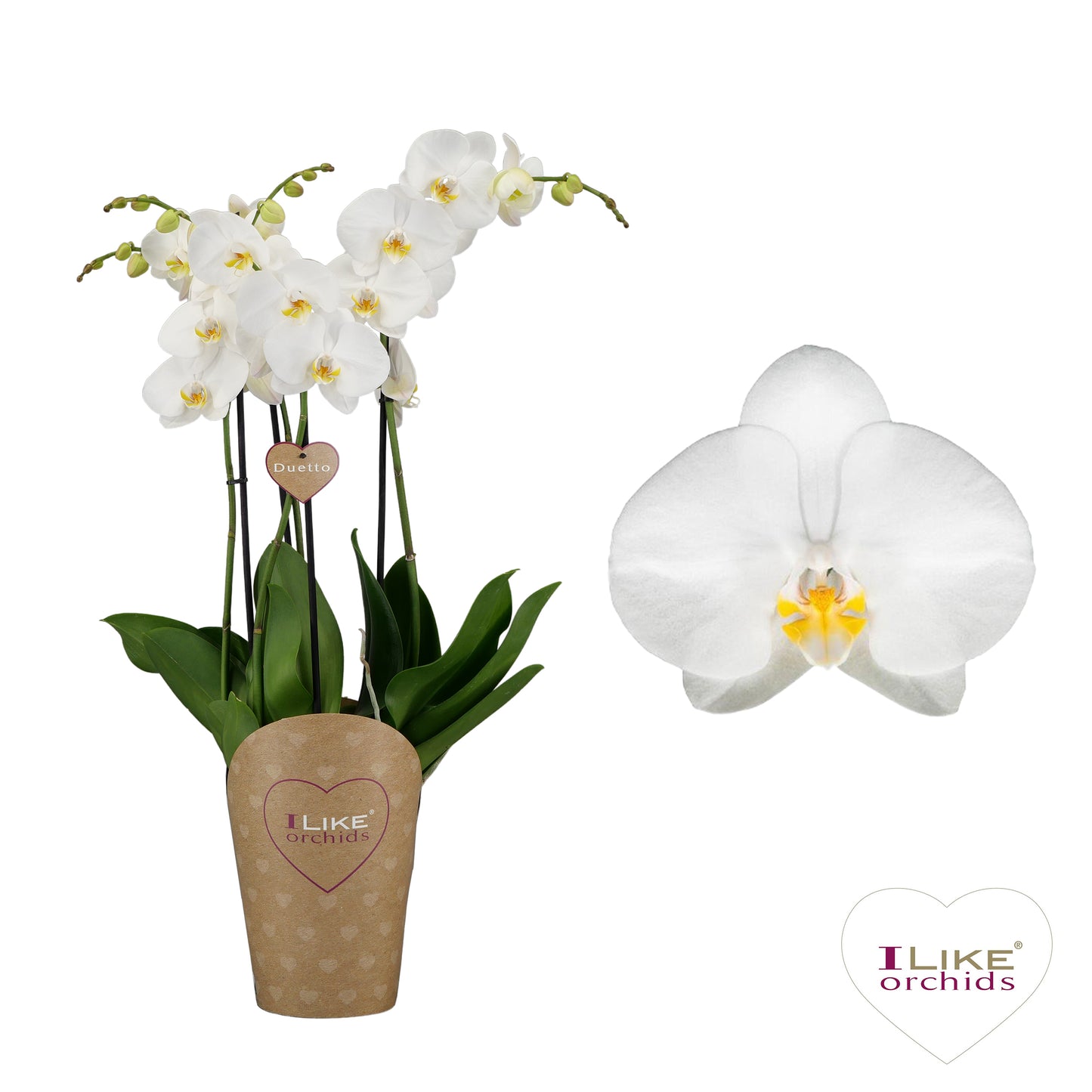 Phalaenopsis Oxford 70cm 17cm Pot