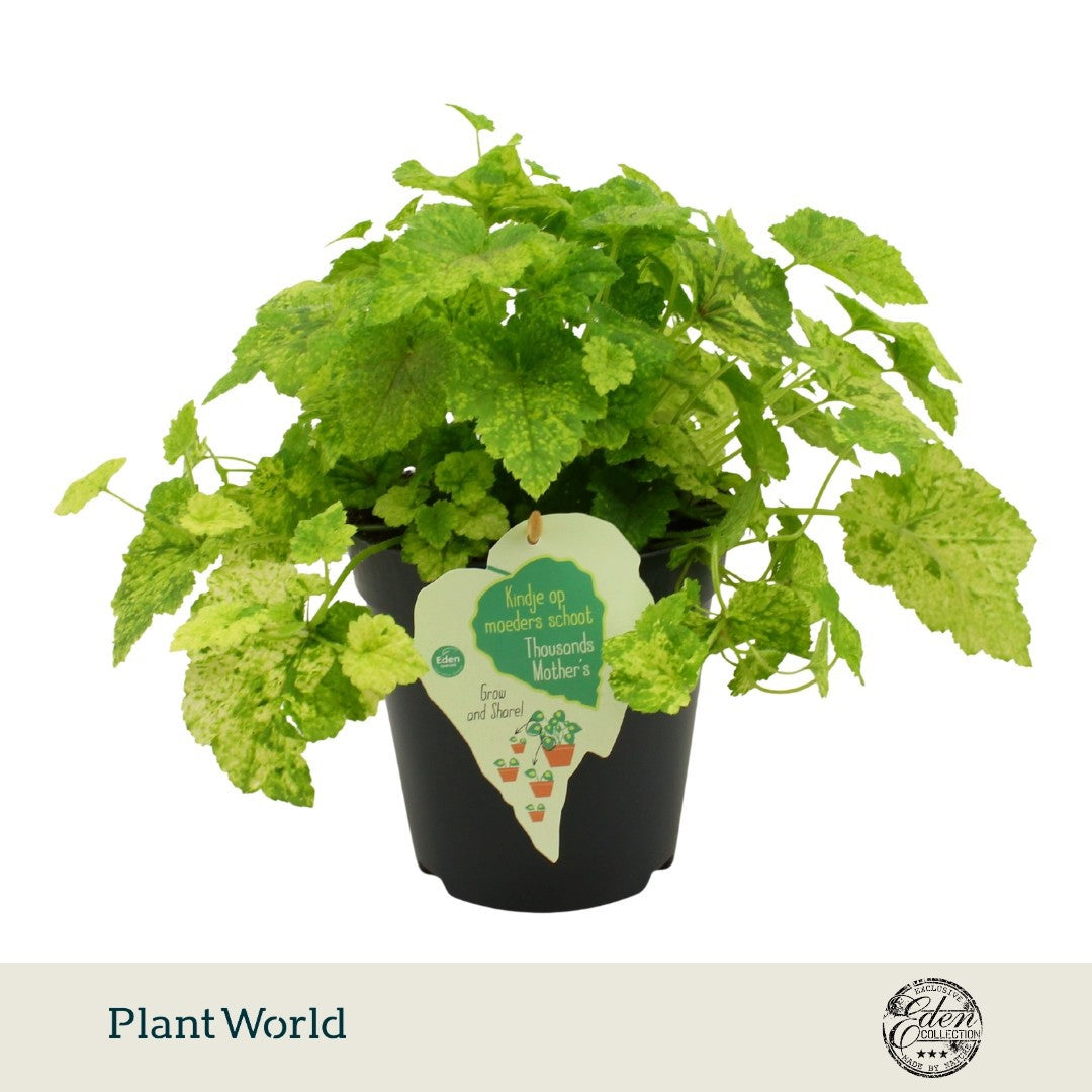 Tolmiea menziesii 25cm 15cm Pot