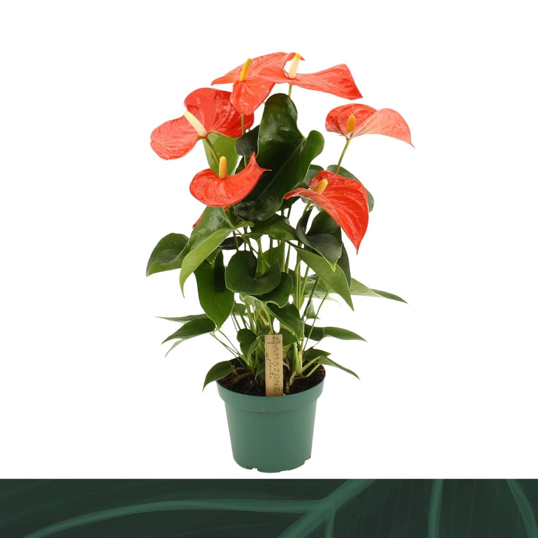 Anthurium Florida 50cm 14cm Pot