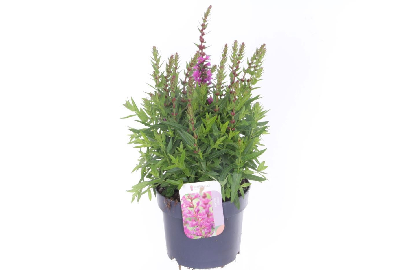 Lythrum Robin 45cm 17cm Pot