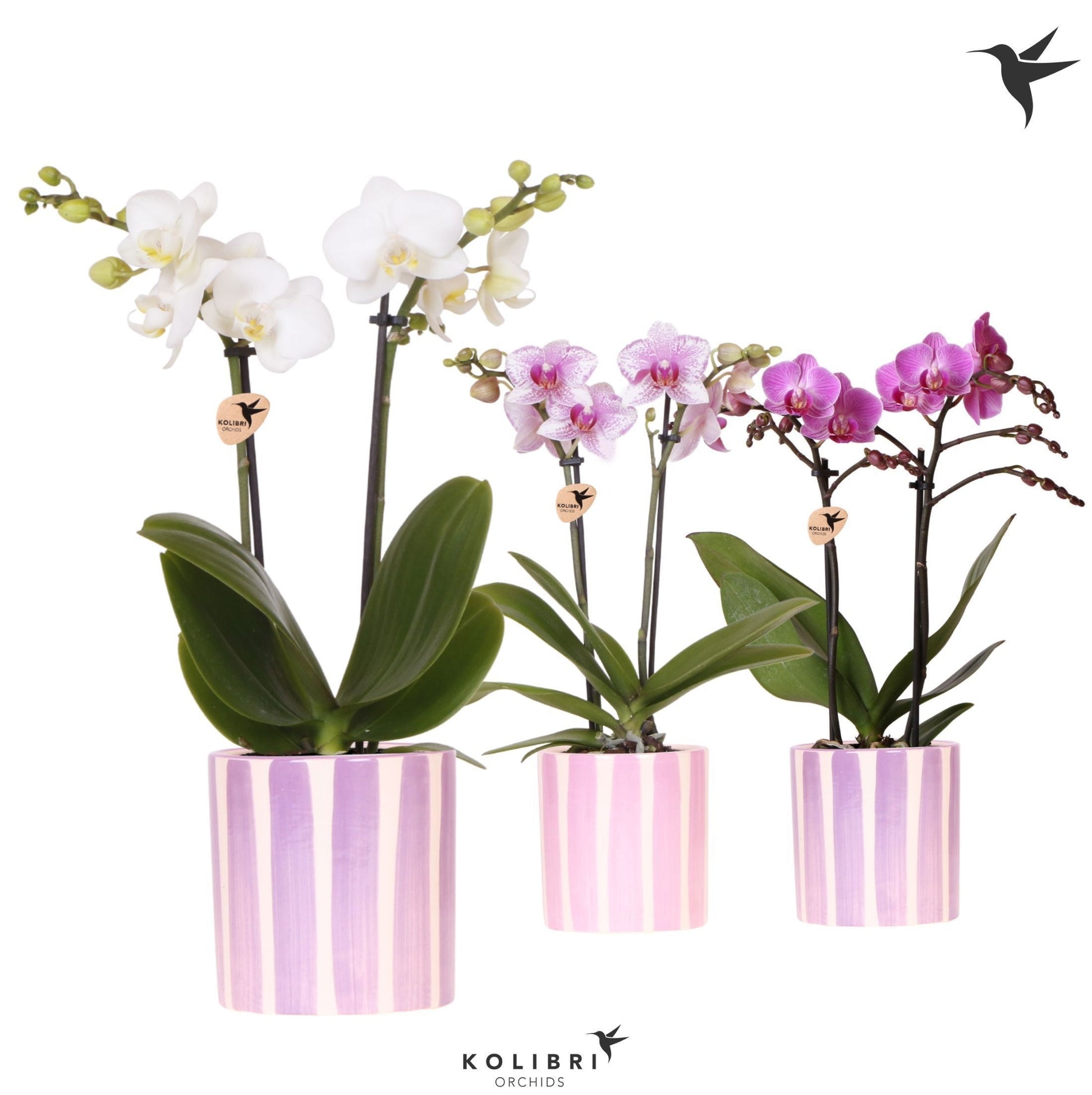 Kolibri Orchids Phalaenopsis mix 2 spike in Painted Stripe pink 40cm 9cm Pot